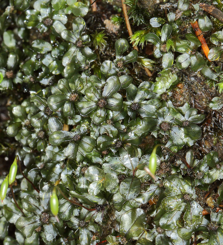 Rhizomnium punctatum